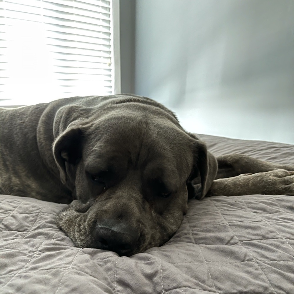 Meet your Posher, Meredith